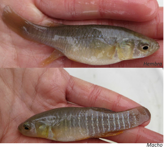 Fundulus heteroclitus_08.jpg
